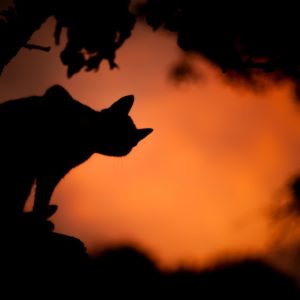 A silhouette of a cat over an orange sky